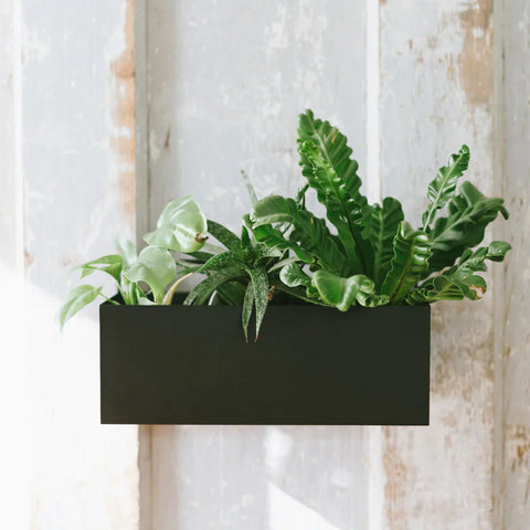 plant in a wall planter box