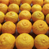 Close-up of a pile of yellow yuzu