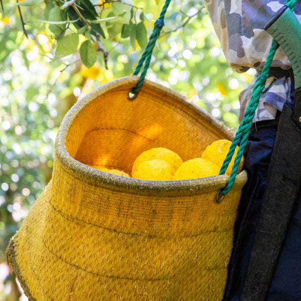 Yellow woven basket filled with lemons held by a person in an outdoor setting.