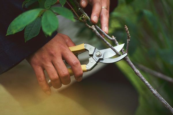 Person pruning a branch with garden shears in a natural setting